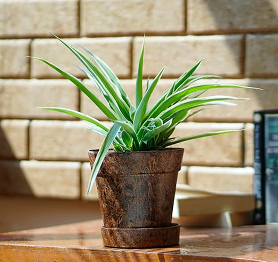 EnPot 4″ Set of 5