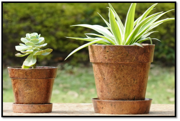Lifecycle of Coir Pots