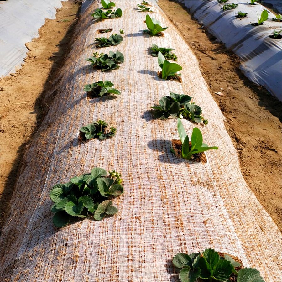 Coir mulch mat
